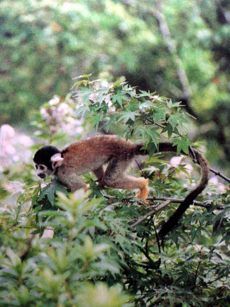 다람쥐원숭이 Saimiri sciureus (South American Squirrel Monkey); DISPLAY FULL IMAGE.