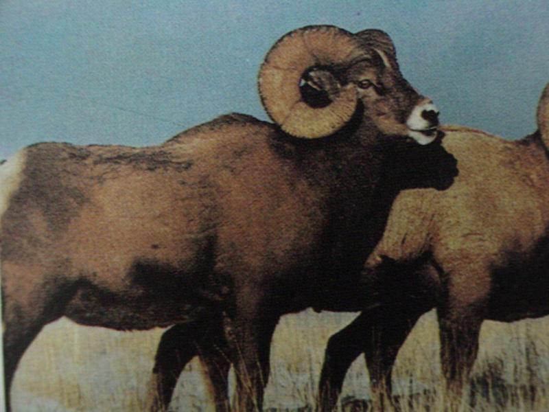 큰뿔양 Ovis canadensis (Bighorn Sheep); DISPLAY FULL IMAGE.