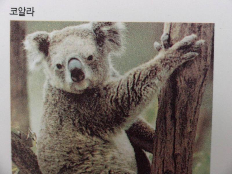 코알라 Phascolarctos cinereus (Koala); DISPLAY FULL IMAGE.