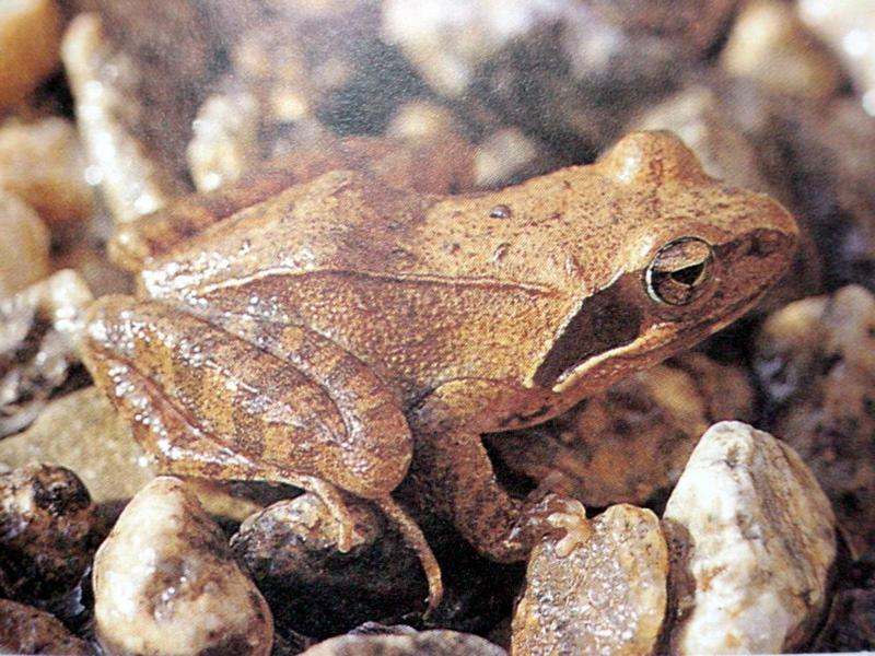 북방산개구리 Rana dybowskii (Dybowski's Brown Frog); DISPLAY FULL IMAGE.