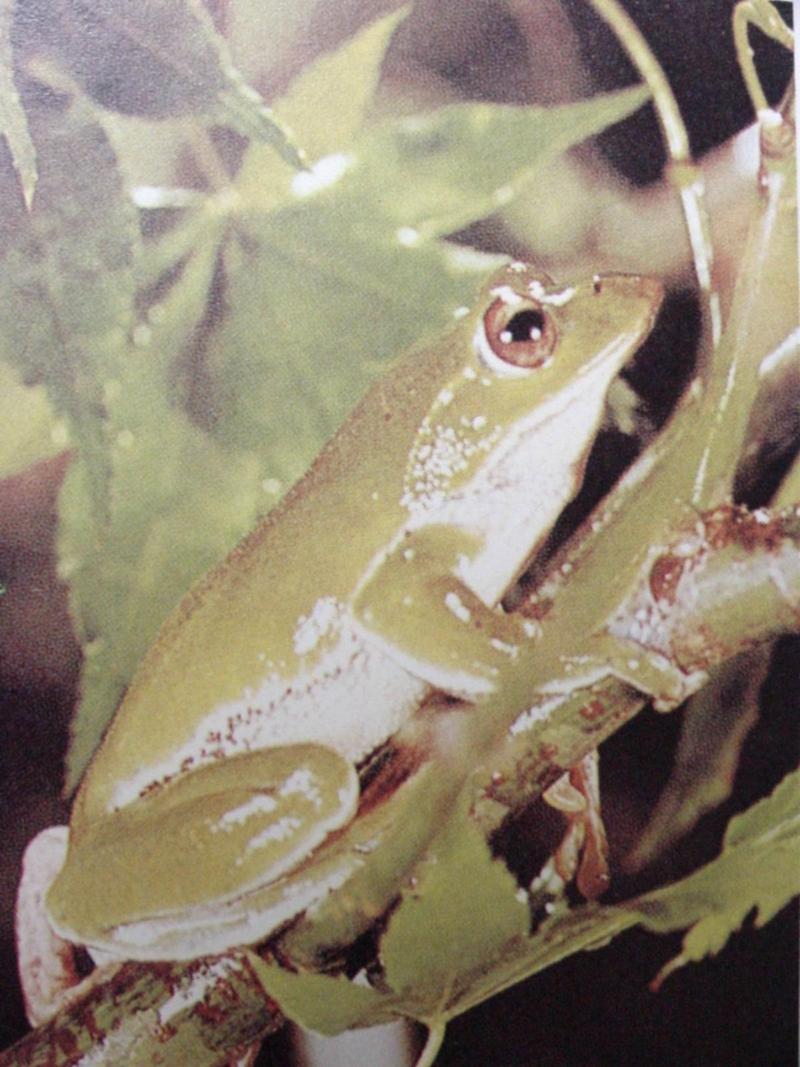 숲산청개구리 Rhacophorus arboreus (Forest Green Tree Frog); DISPLAY FULL IMAGE.