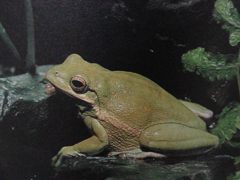 아메리카청개구리 Hyla cinerea (American Green Tree Frog); DISPLAY FULL IMAGE.