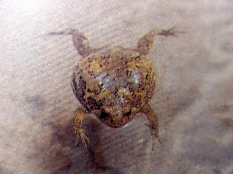 맹꽁이 Callula tornieri (Narrow-mouth Frog); DISPLAY FULL IMAGE.