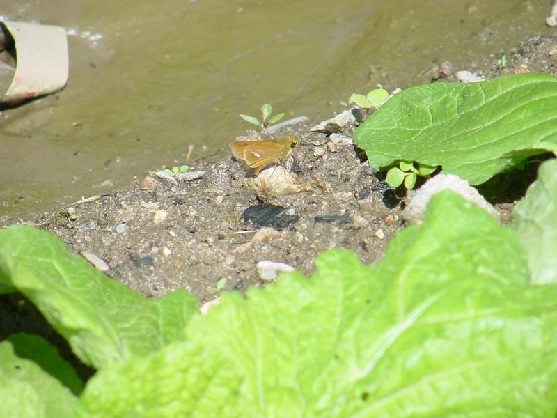 줄점팔랑나비(Parnara guttata) - Common Straight Swift; DISPLAY FULL IMAGE.