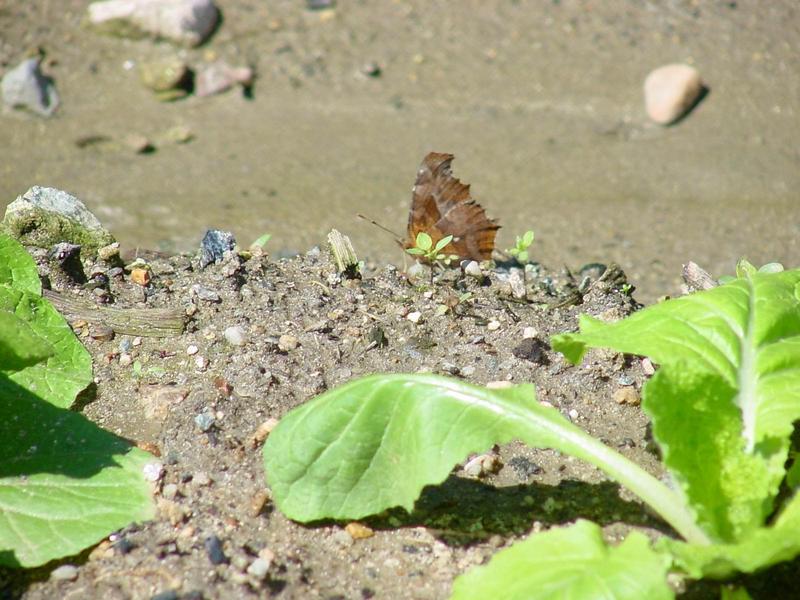 네발나비 가을형 - Polygonia c-aureum (Asian Comma Butterfly); DISPLAY FULL IMAGE.