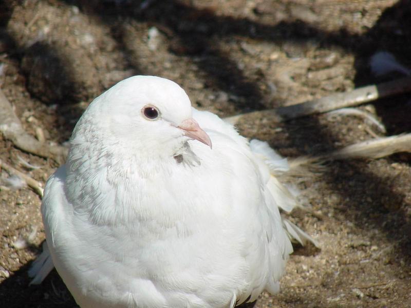 흰색 부채비둘기 (White Fantail Pigeon); DISPLAY FULL IMAGE.