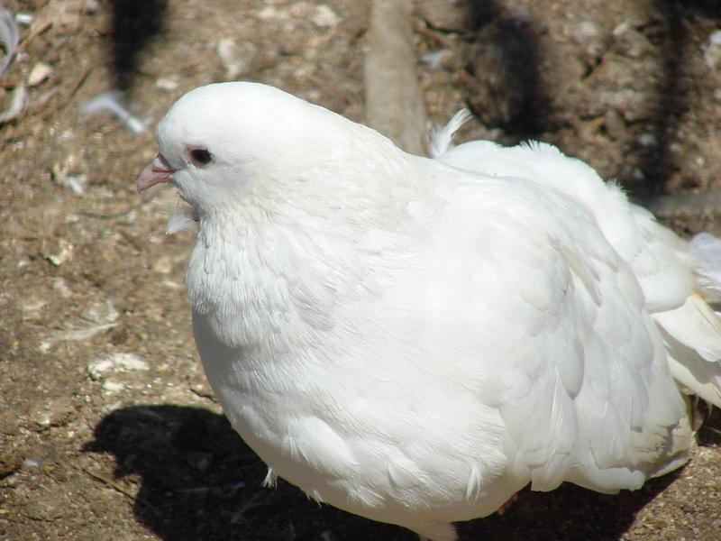 흰색 부채비둘기 (White Fantail Pigeon); DISPLAY FULL IMAGE.