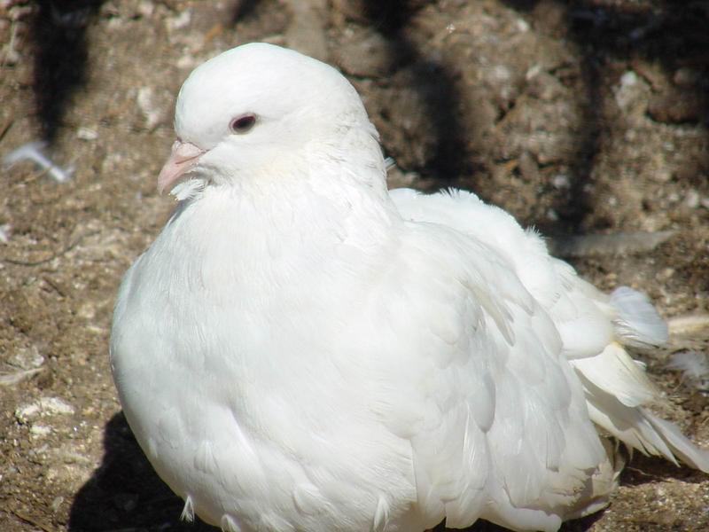 흰색 부채비둘기 (White Fantail Pigeon); DISPLAY FULL IMAGE.