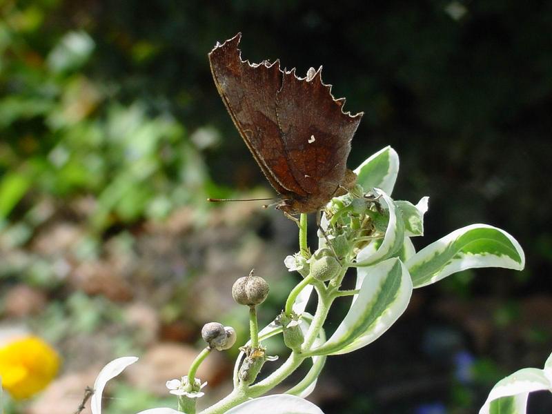 네발나비 가을형 - Polygonia c-aureum (Asian Comma Butterfly); DISPLAY FULL IMAGE.