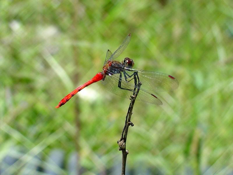 고추잠자리??? --> 두점박이좀잠자리(성숙 수컷) Sympetrum eroticum (Darter Dragonfly); DISPLAY FULL IMAGE.