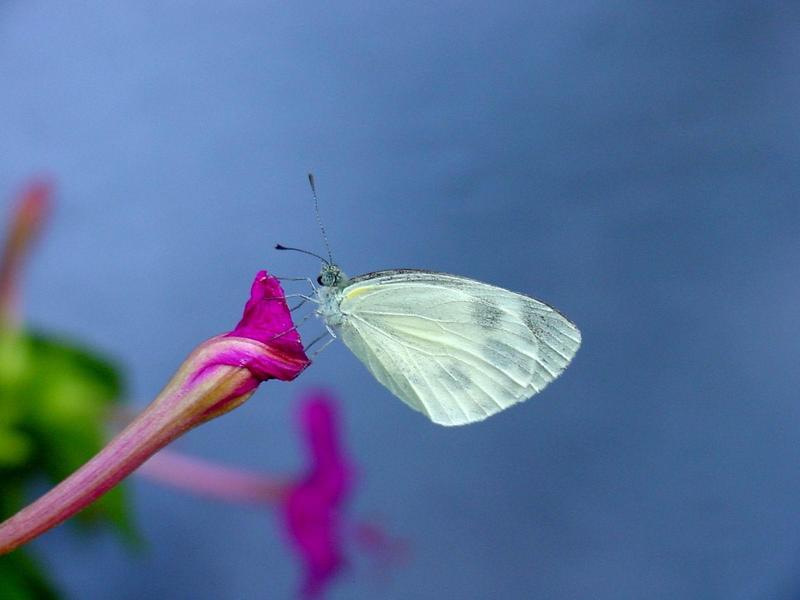대만흰나비 Pieris canidia (Indian Cabbage White); DISPLAY FULL IMAGE.