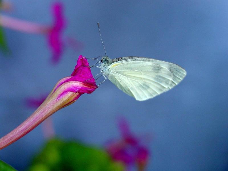 대만흰나비 Pieris canidia (Indian Cabbage White); DISPLAY FULL IMAGE.