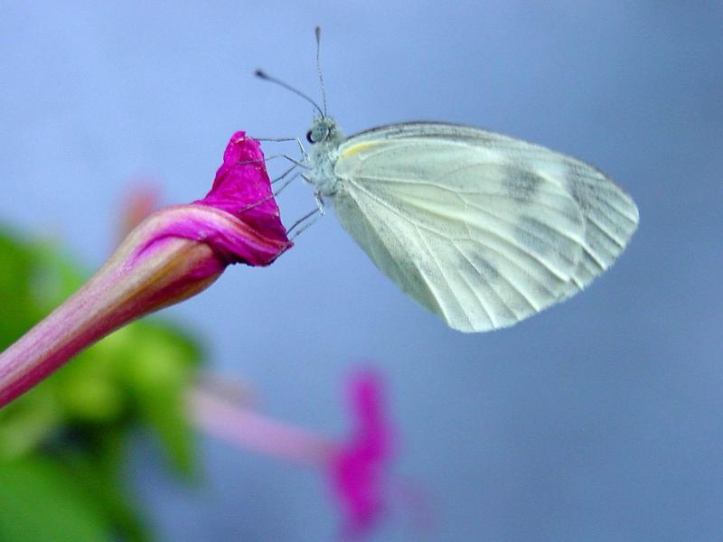 대만흰나비 Pieris canidia (Indian Cabbage White); DISPLAY FULL IMAGE.