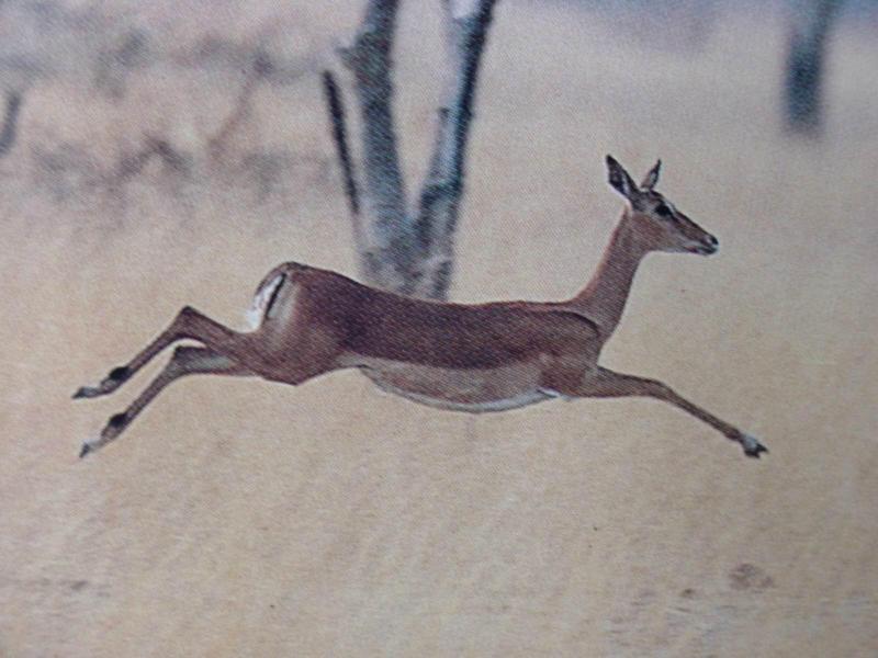 임팔라 영양 (Impala Antelope); DISPLAY FULL IMAGE.