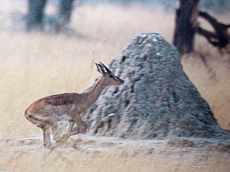 임팔라 영양 (Impala Antelope); DISPLAY FULL IMAGE.