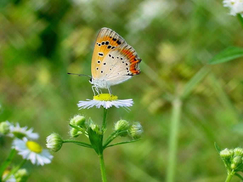 작은주홍부전나비 (Lycaena phlaeas) - Small Copper Butterfly; DISPLAY FULL IMAGE.