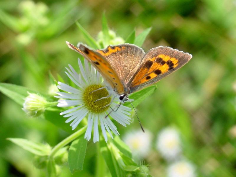 작은주홍부전나비 (Lycaena phlaeas) - Small Copper Butterfly; DISPLAY FULL IMAGE.