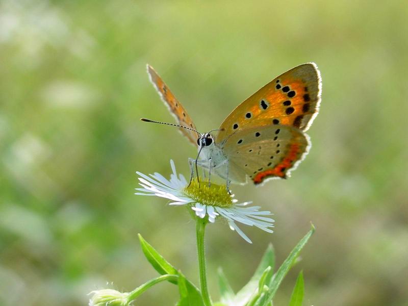 작은주홍부전나비 (Lycaena phlaeas) - Small Copper Butterfly; DISPLAY FULL IMAGE.