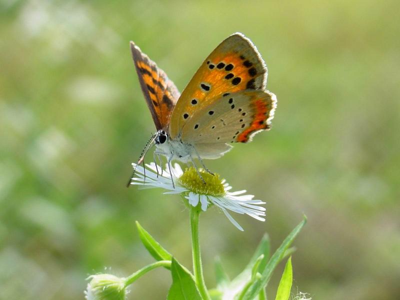 작은주홍부전나비 (Lycaena phlaeas) - Small Copper Butterfly; DISPLAY FULL IMAGE.