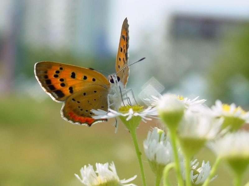 작은주홍부전나비 (Lycaena phlaeas) - Small Copper Butterfly; DISPLAY FULL IMAGE.