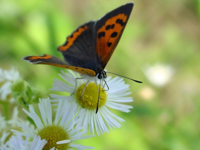 작은주홍부전나비 (Lycaena phlaeas) - Small Copper Butterfly; DISPLAY FULL IMAGE.