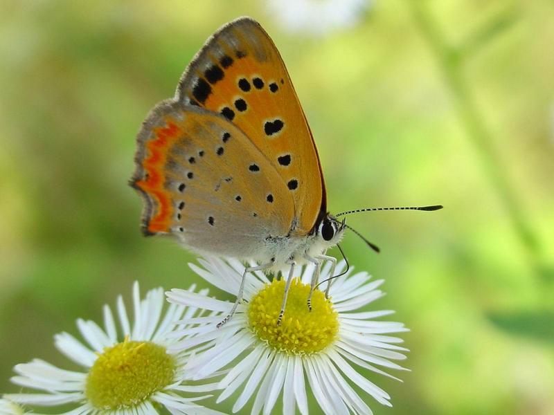 작은주홍부전나비 (Lycaena phlaeas) - Small Copper Butterfly; DISPLAY FULL IMAGE.