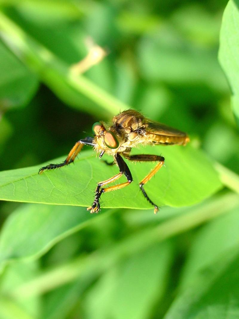 왕파리매(Cophinopoda chinensis) - Chinese King Robber Fly; DISPLAY FULL IMAGE.
