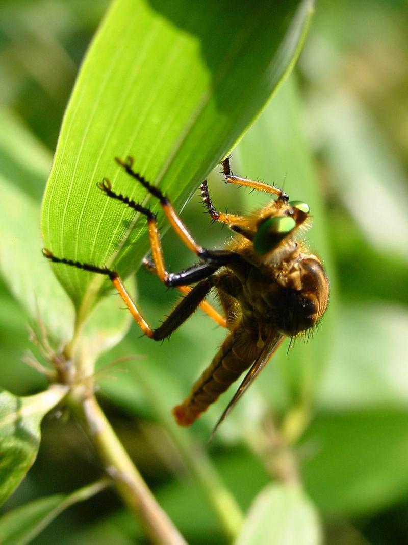 왕파리매(Cophinopoda chinensis) - Chinese King Robber Fly; DISPLAY FULL IMAGE.