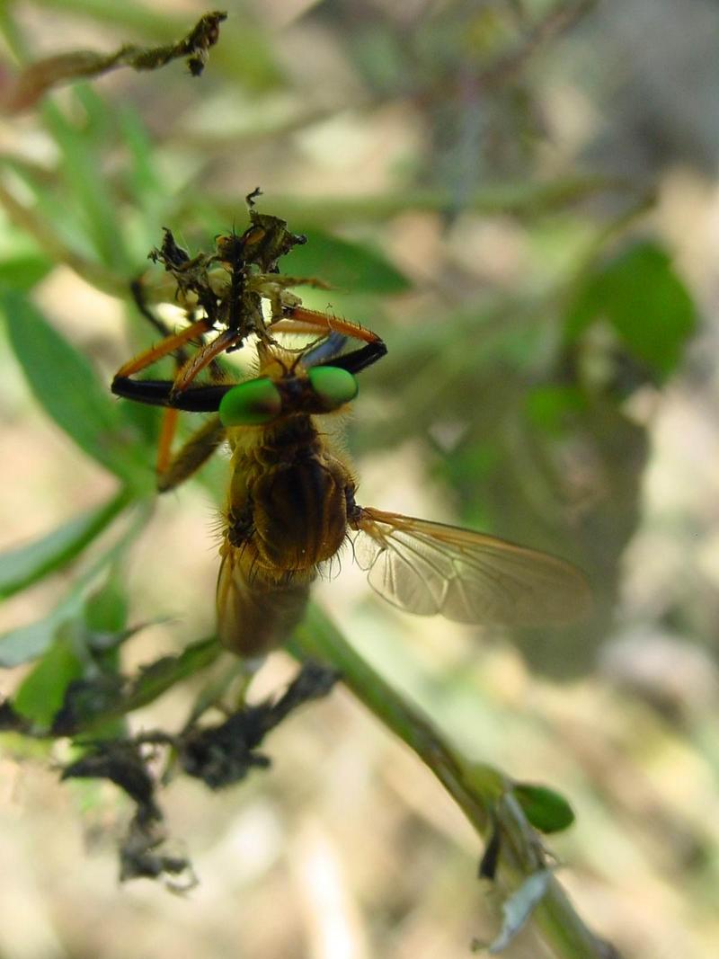 왕파리매(Cophinopoda chinensis) - Chinese King Robber Fly; DISPLAY FULL IMAGE.