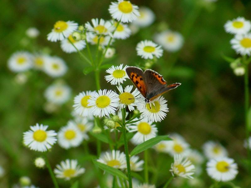작은주홍부전나비 (Lycaena phlaeas) - Small Copper Butterfly; DISPLAY FULL IMAGE.