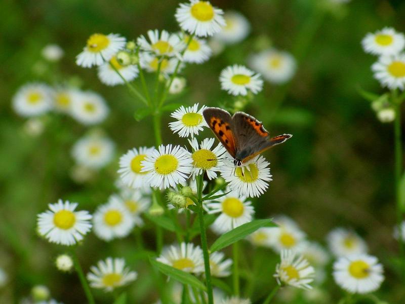 작은주홍부전나비 (Lycaena phlaeas) - Small Copper Butterfly; DISPLAY FULL IMAGE.