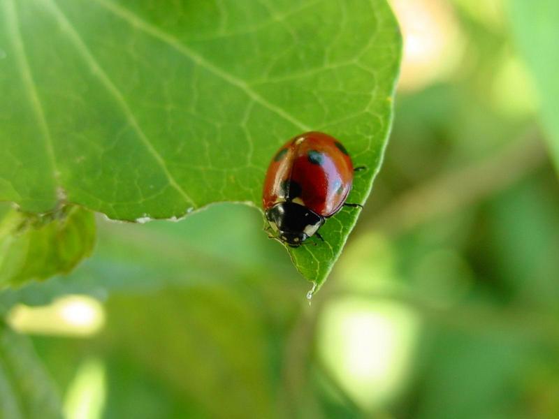 칠성무당벌레(Coccinella septempunctata) - Seven-spotted Ladybug; DISPLAY FULL IMAGE.