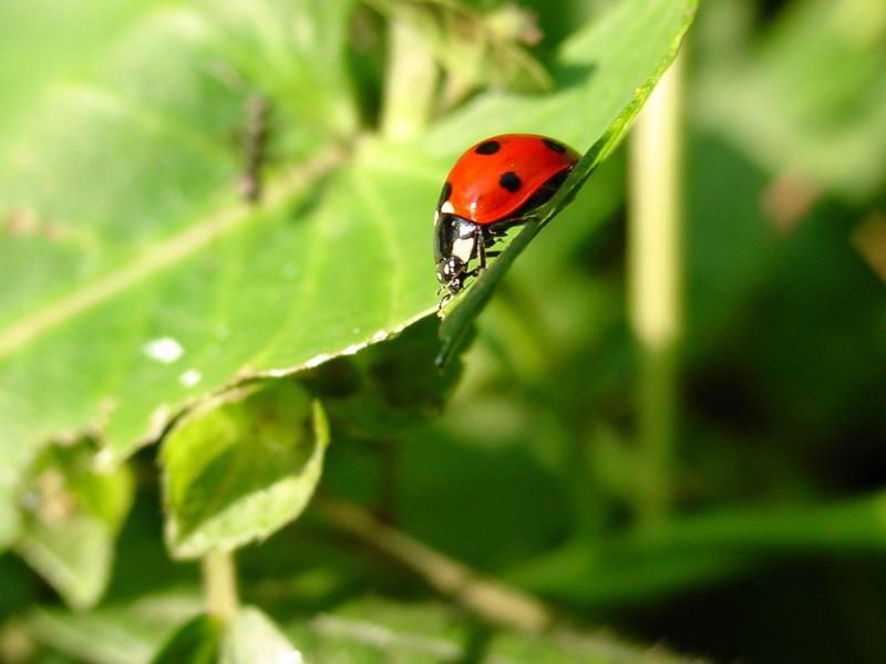 칠성무당벌레(Coccinella septempunctata) - Seven-spotted Ladybug; DISPLAY FULL IMAGE.