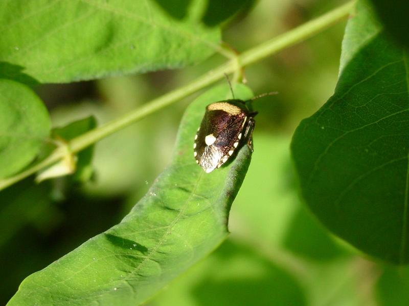 노린재 종류 --> 깜보라노린재(紫藍曼椿象) Menida violacea (Pentatomidae); DISPLAY FULL IMAGE.