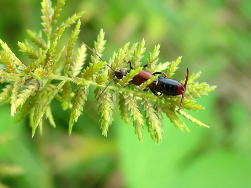 고마로브집게벌레 (Timomenus komarovi) - Komarov's Earwig; DISPLAY FULL IMAGE.