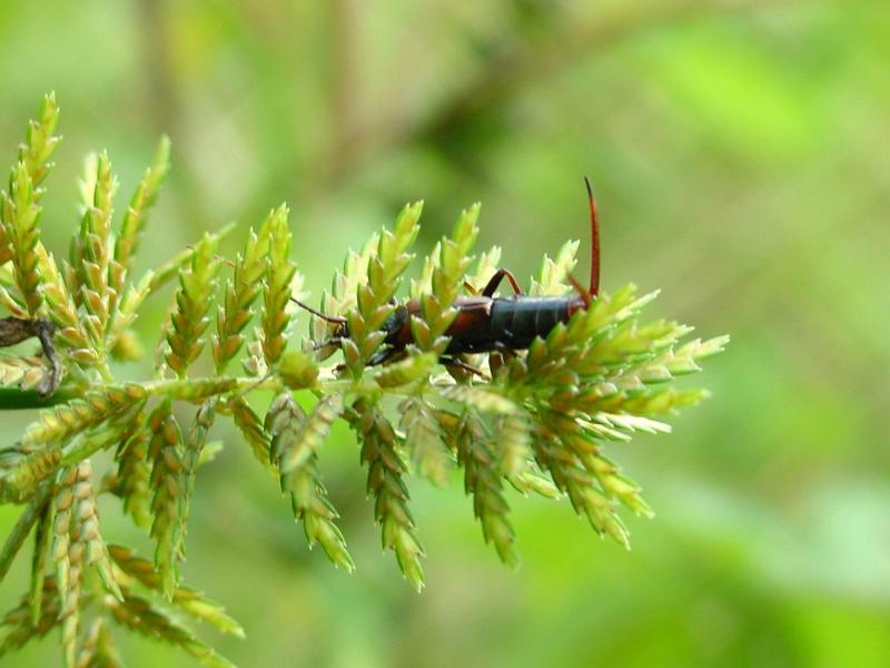 고마로브집게벌레 (Timomenus komarovi) - Komarov's Earwig; DISPLAY FULL IMAGE.