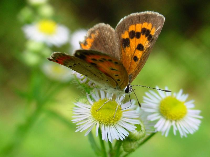 작은주홍부전나비 (Lycaena phlaeas) - Small Copper Butterfly; DISPLAY FULL IMAGE.