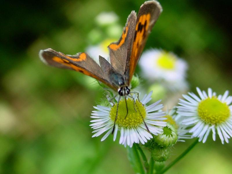 작은주홍부전나비 (Lycaena phlaeas) - Small Copper Butterfly; DISPLAY FULL IMAGE.