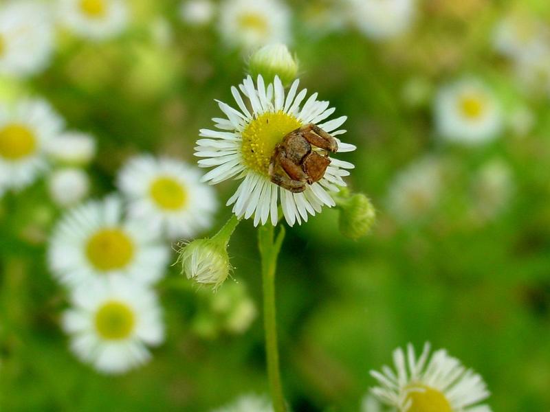 개망초 위의 거미 -- 게거미? (Crab Spider); DISPLAY FULL IMAGE.