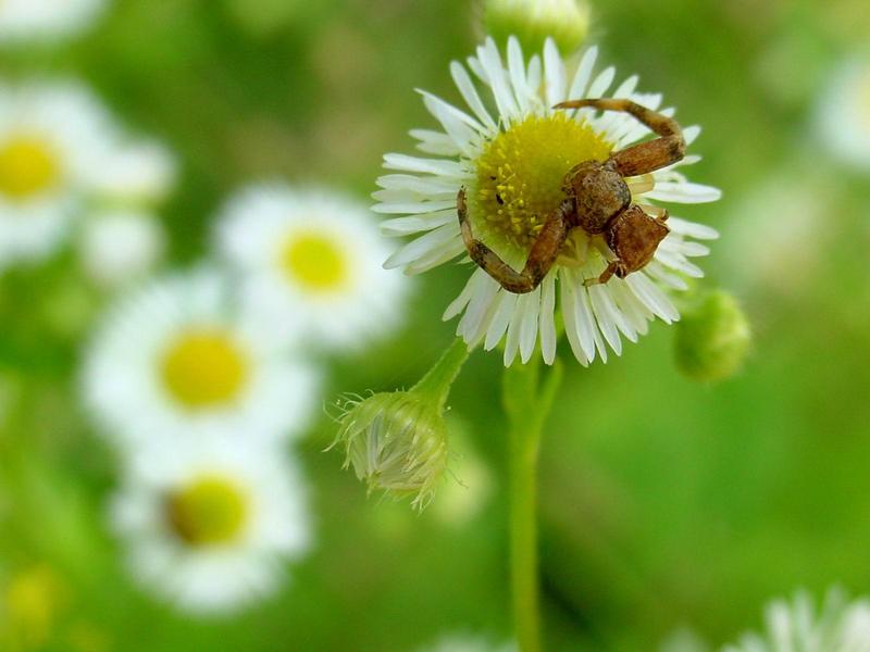 개망초 위의 거미 -- 게거미? (Crab Spider); DISPLAY FULL IMAGE.