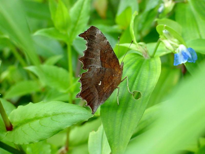 네발나비 가을형 - Polygonia c-aureum (Asian Comma Butterfly); DISPLAY FULL IMAGE.