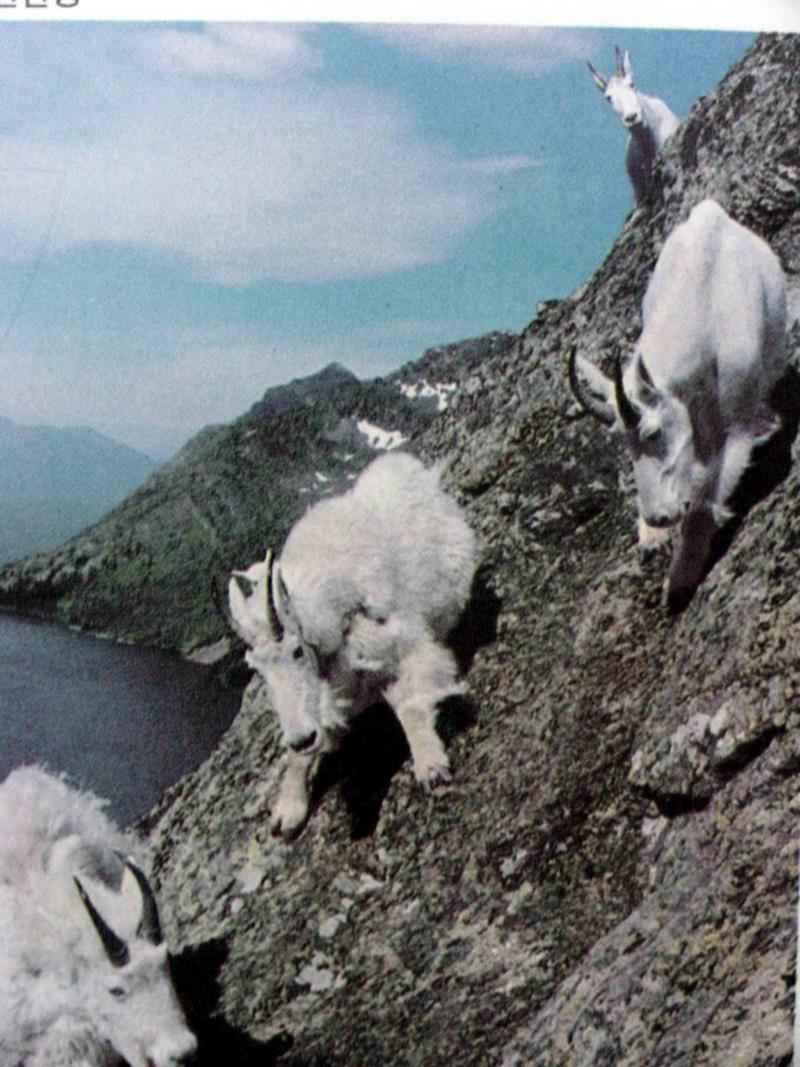 로키산양 Oreamnos americanus (Rocky Mountain Goat); DISPLAY FULL IMAGE.