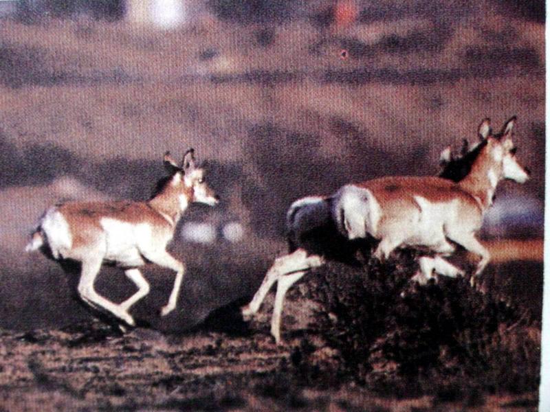 가지뿔영양 Antilocapra americana (Pronghorns); DISPLAY FULL IMAGE.