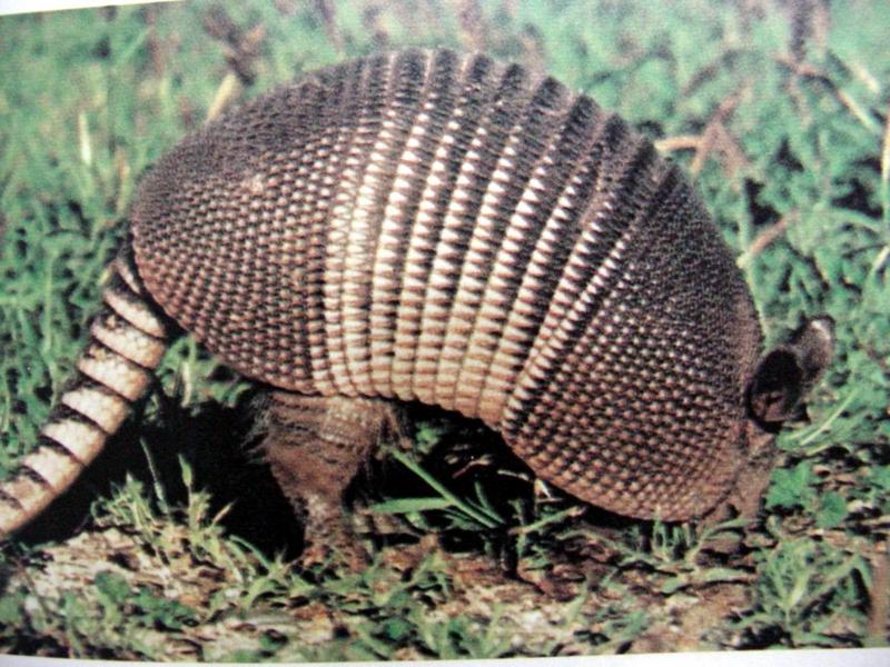 브라질세띠아르마딜로 Tolypeutes tricinctus (Brazilian three-banded armadillo); DISPLAY FULL IMAGE.