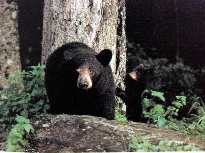 반달곰 Ursus thibetanus ussuricus (Manchurian Black Bear); DISPLAY FULL IMAGE.
