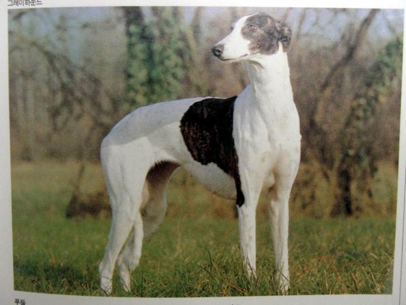 그레이하운드 Greyhound; DISPLAY FULL IMAGE.