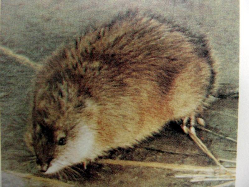 사향뒤쥐 Suncus murinus (Asian House Shrew); DISPLAY FULL IMAGE.