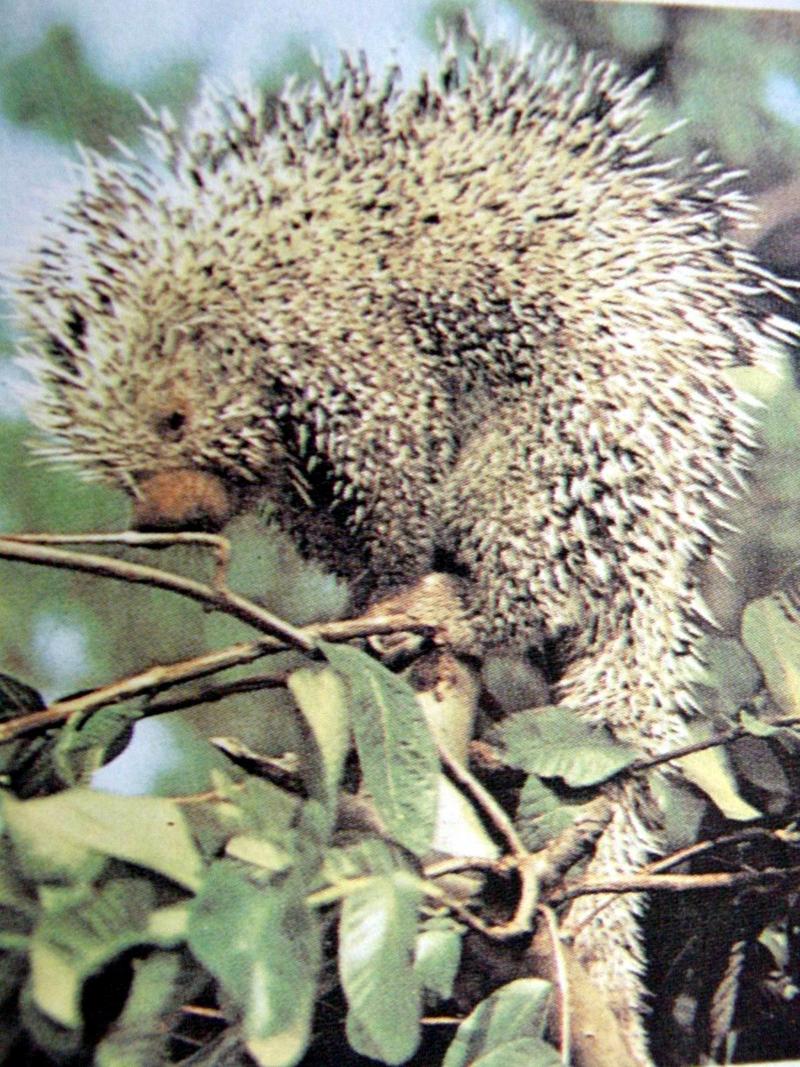 갈기호저 Hystrix cristata (African Porcupine); DISPLAY FULL IMAGE.