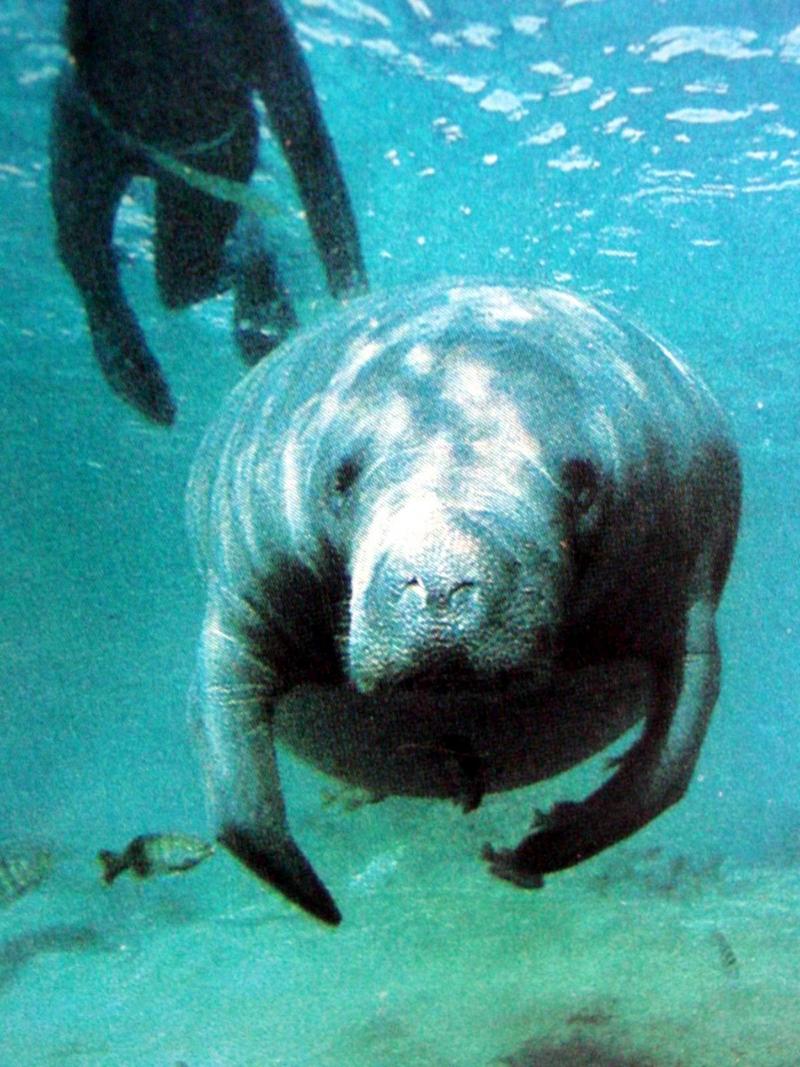 카리브바다소 Trichechus manatus (West Indian Manatee); DISPLAY FULL IMAGE.