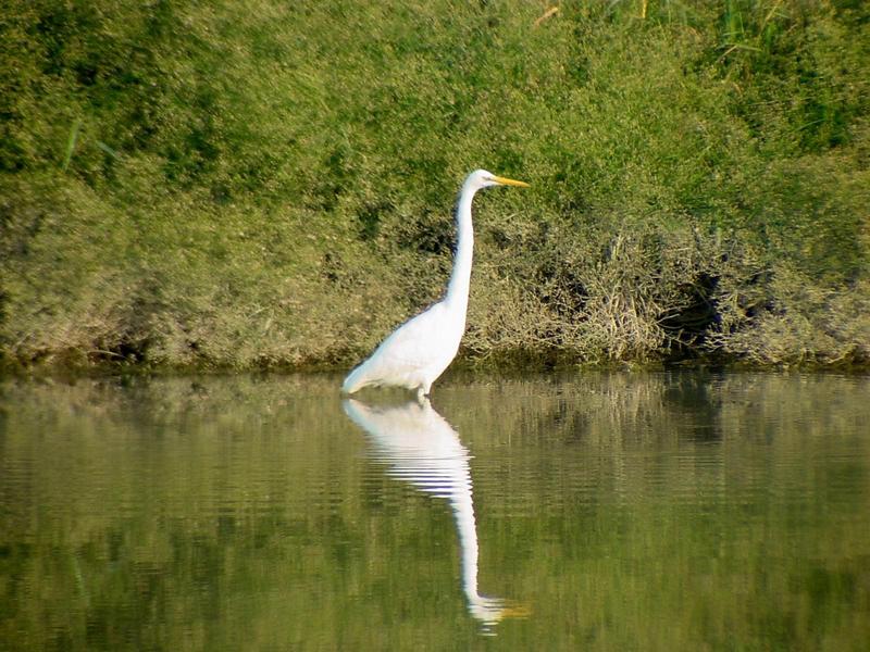 중대백로 Egretta alba modesta (Large Egret); DISPLAY FULL IMAGE.